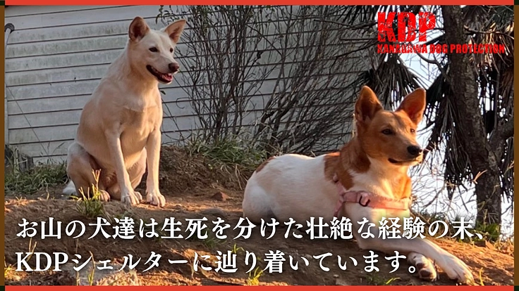 深刻な劣化が進むドッグランを大改修!KDPシェルター修繕【第二弾】 2枚目