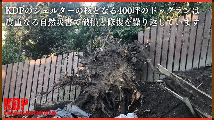 深刻な劣化が進むドッグランを大改修!KDPシェルター修繕【第二弾】 4枚目