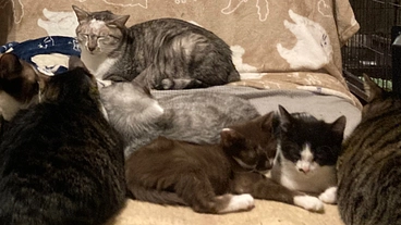 にゃんとかしたいって本気で思った！三重県亀山市に譲渡型シェルターを のトップ画像