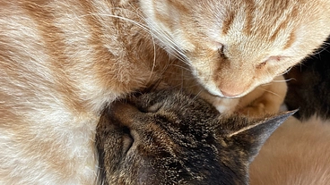 『命を繋ぐ』保護猫活動に力を貸してください のトップ画像