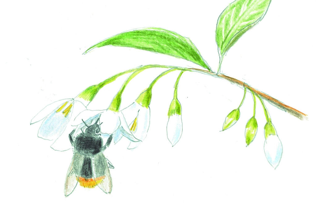 お礼のメールと待ち受け画面画像