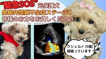 元保護犬・余命宣告【心臓病・僧帽弁閉鎖不全症】お力をお貸しください のトップ画像