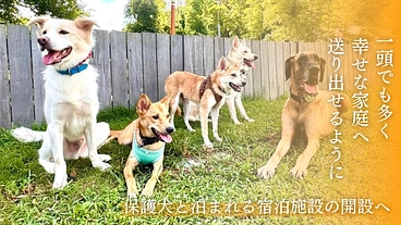 譲渡しにくい野犬の子もあたたかい家族に迎えられる未来を目指して のトップ画像