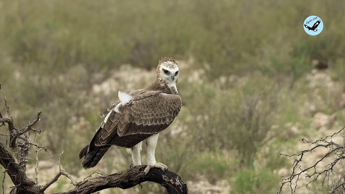 African wildlife March 20, 2025
