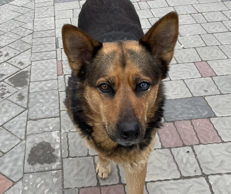 ウクライナへの支援ラストスパートです