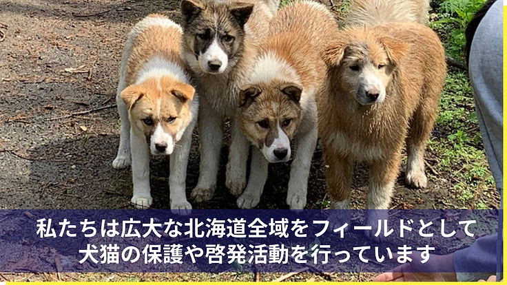 医療の充実と飼育環境を整備し、より多くの犬猫の命を繋ぎたい 2枚目