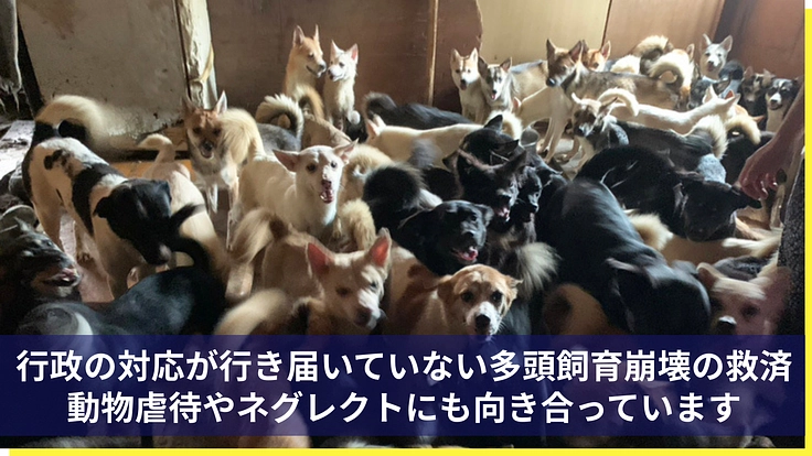 医療の充実と飼育環境を整備し、より多くの犬猫の命を繋ぎたい 4枚目