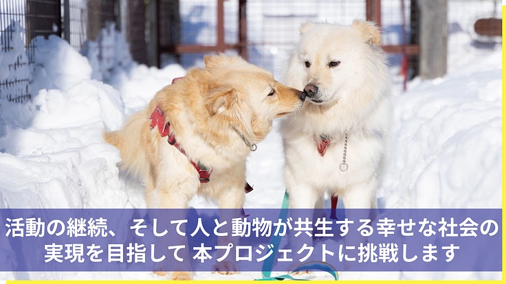 医療の充実と飼育環境を整備し、より多くの犬猫の命を繋ぎたい 10枚目