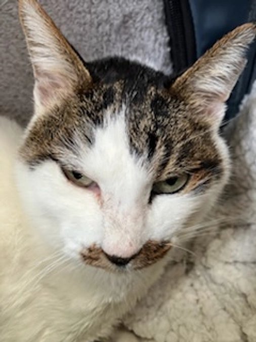 CHOP7週目ビンクリスチン