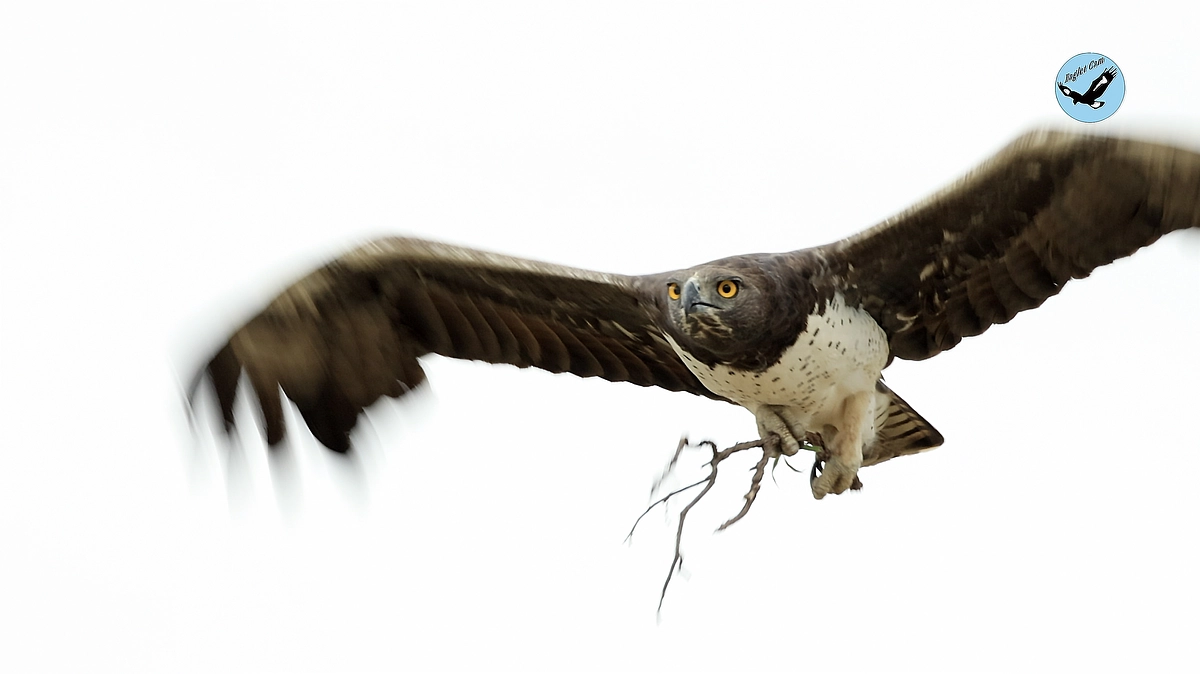 African wildlife March 21-22, 2025