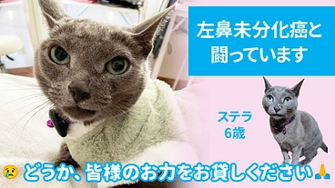 ステラ(６歳)左鼻未分化癌の治療費のご協力と未分化癌ペットの未来に のトップ画像