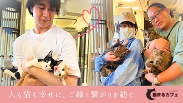 猫まるカフェ│保護猫と新しい家族の幸せの架け橋となり続けるために のトップ画像