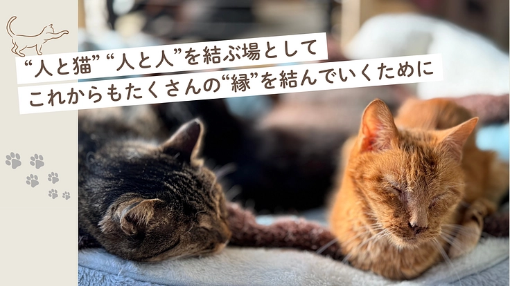 保護猫たちの居場所と里親様、猫とふれ合いたい人の場所を拡張したい
