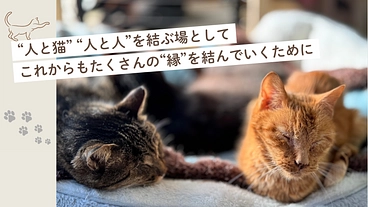保護猫たちの居場所と里親様、猫とふれ合いたい人の場所を拡張したい のトップ画像