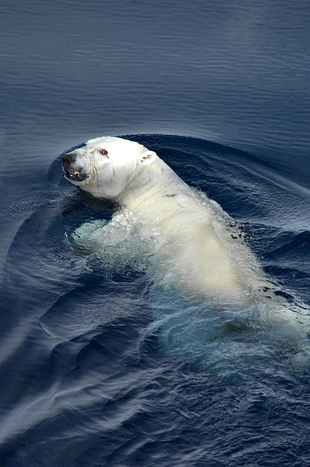 ホッキョクグマは海の動物？
