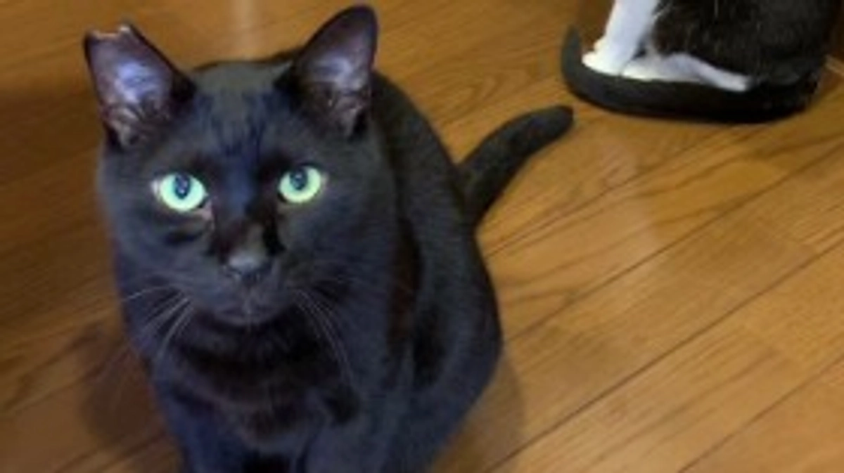 シェルター猫『ジジ』カフェデビュー！