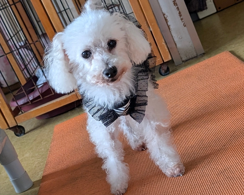 シェルターの活動報告