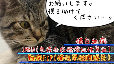 保護したキジトラ仔猫柊くんをFIPと猫白血病から救いたい のトップ画像