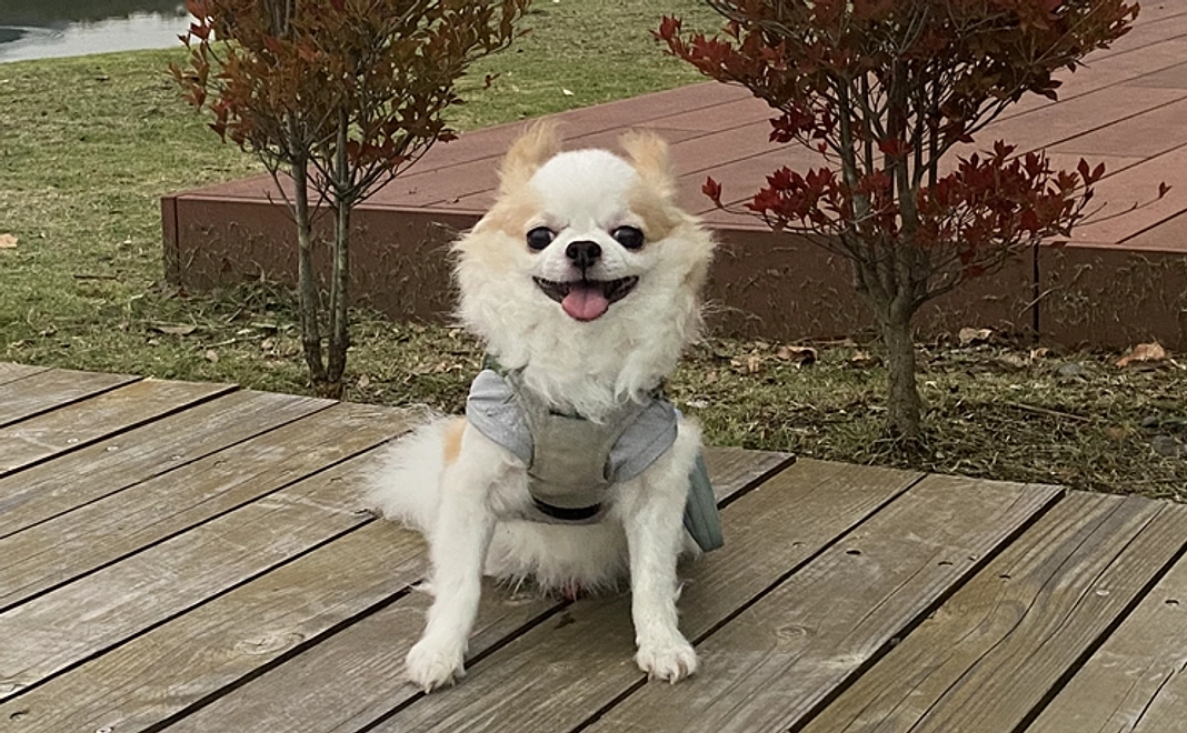 ニーノの手術費用の支援をお願いします 1