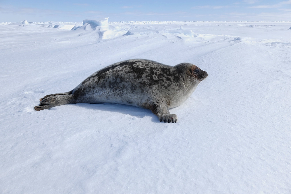 ホッキョクグマの食物になるアザラシ