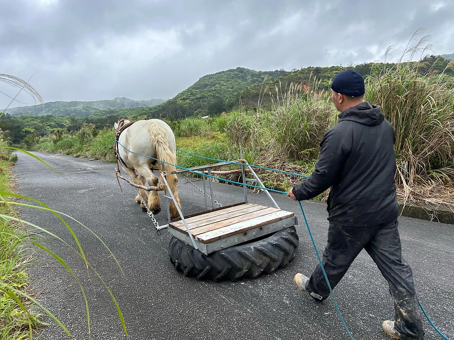 馬車調教頑張ってます。