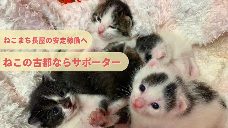 ねこの古都ならサポーター|小さな命に優しい街づくりを目指して