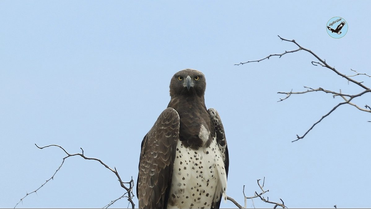 African wildlife March 23, 2025