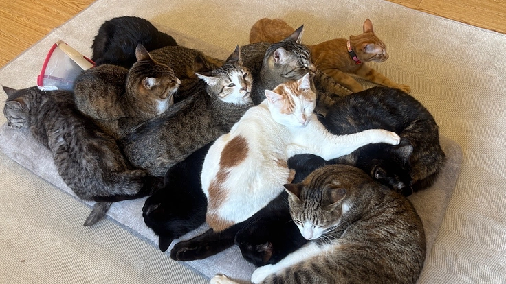 伊豆の保護ねこカフェにゃおんの日常を守るためにご支援を!