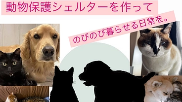 「もう独りぼっちにさせない。保護動物たちの未来をつくるプロジェクト のトップ画像