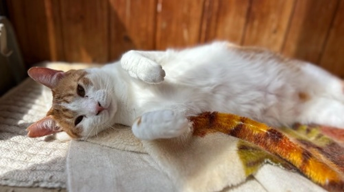 お陰様で目標まであと一歩！！