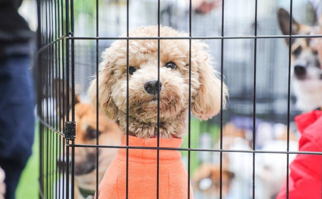 FFっ子 応援コース