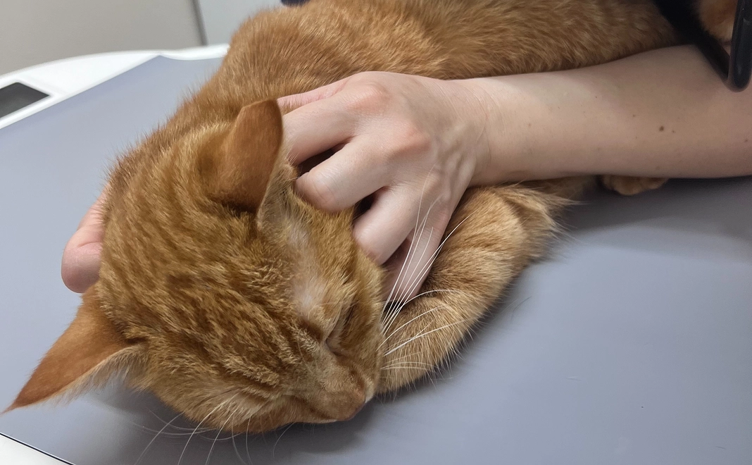 お気持ち支援│3,000円