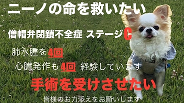 心臓病(憎帽弁閉鎖不全症)の愛犬ニーノを手術で助けたい のトップ画像