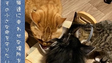 『人と猫』生きがいの”場”をつくり命を守りぬくために！ のトップ画像