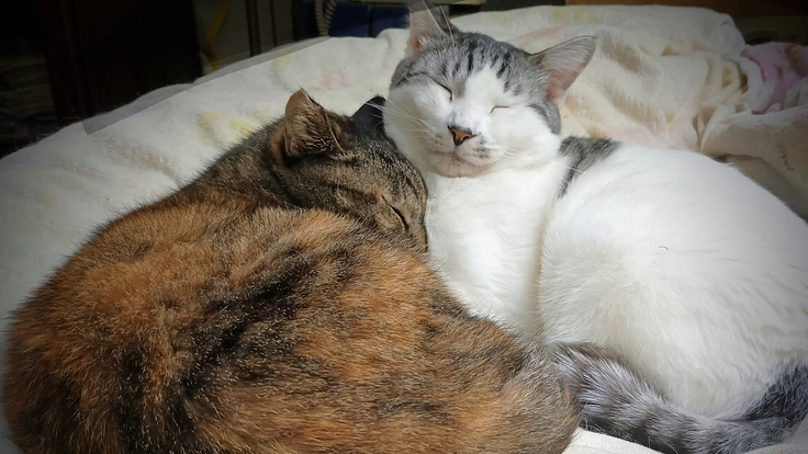 過酷なお外の猫を助けたい!活動継続を応援お願い致します!　　