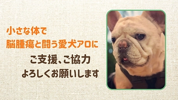 脳腫瘍と闘う愛犬アロにご支援ご協力をお願いいたします のトップ画像
