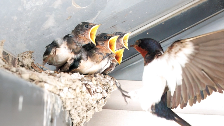 ツバメの子育てを守る活動2025