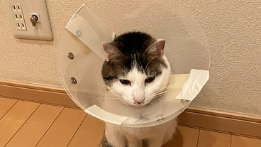 【ネクストゴール挑戦中】保護猫の愛猫の骨折を完治させてあげたいです のトップ画像