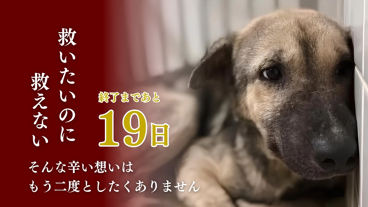 挑戦中のクラウドファンディングも残り20日を切りました！