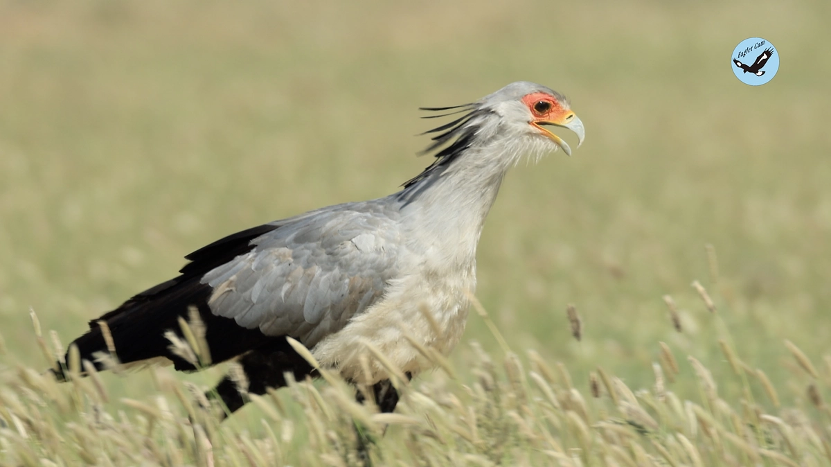 African wildlife March 24-31, 2025