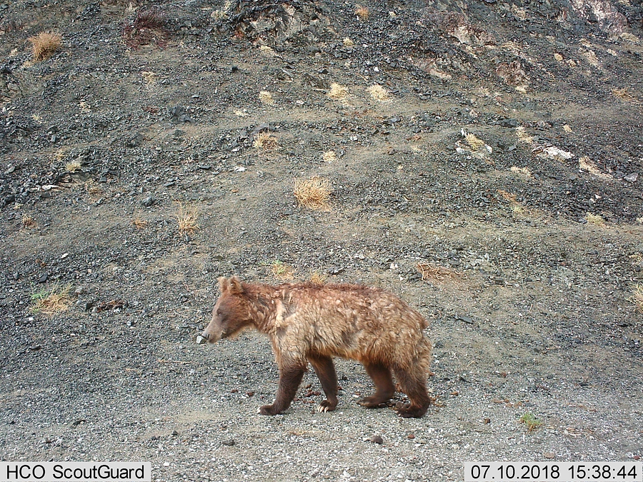 ゴビヒグマの調査に行ってきます
