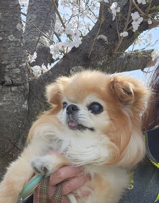「空」心臓手術から4年の春