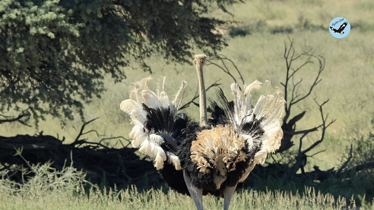 African wildlife April 9-10, 2025