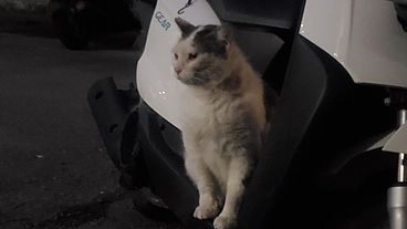 過酷なお外でいる子達を守りたい。外猫を0にしたい。 のトップ画像