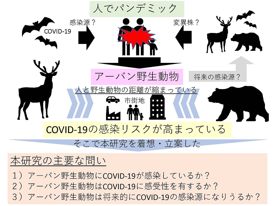 昨年の論文紹介その１：ヒグマは新型コロナに感染していなかった