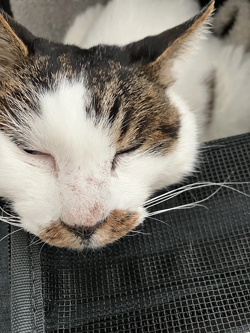 血液検査と今後