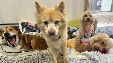 犬猫達の楽園、安心して暮らせる理想のホーム&シェルター応援募金 のトップ画像