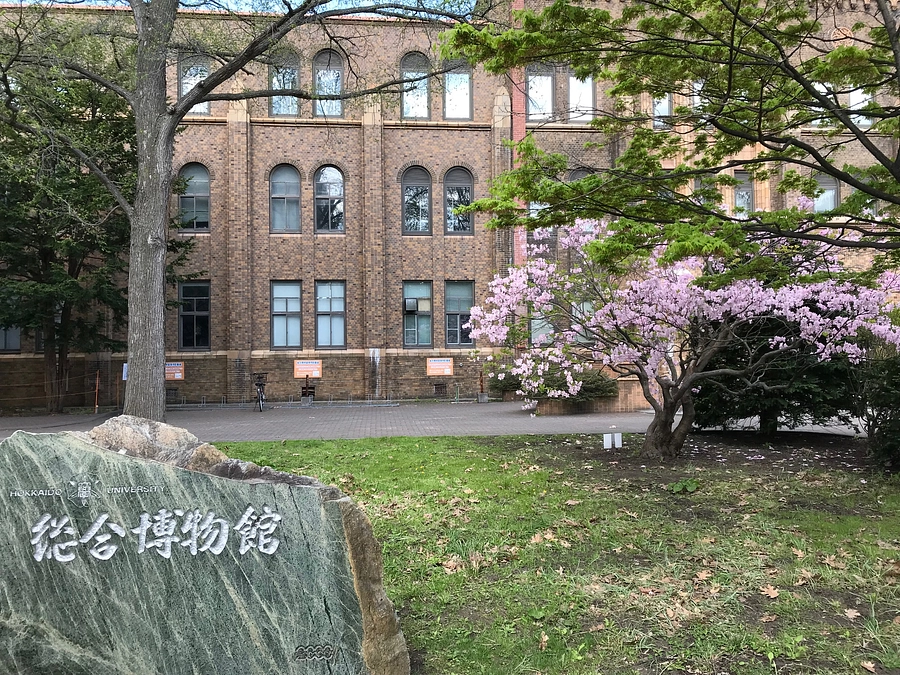 北大総合博物館でヒグマ展を開催予定