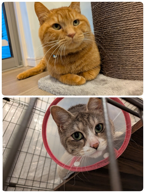 2匹の医療について