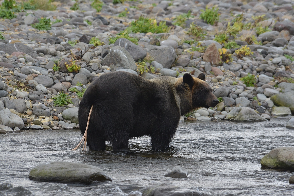 昨年の論文紹介その２：北海道のヒグマに寄生する寄生虫